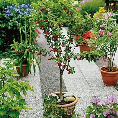 25 Bonsai Dwarf Cherry Tree Seeds | Indoor Or Outdoor Fruit Tree | Made In Usa, Ships From Iowa #TOP3
