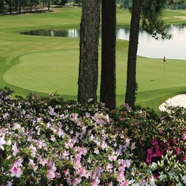 Outsidepride Pure Select - Semilla de hierba doblada rastrera para poner verdes, camisetas y calles, 5 libras