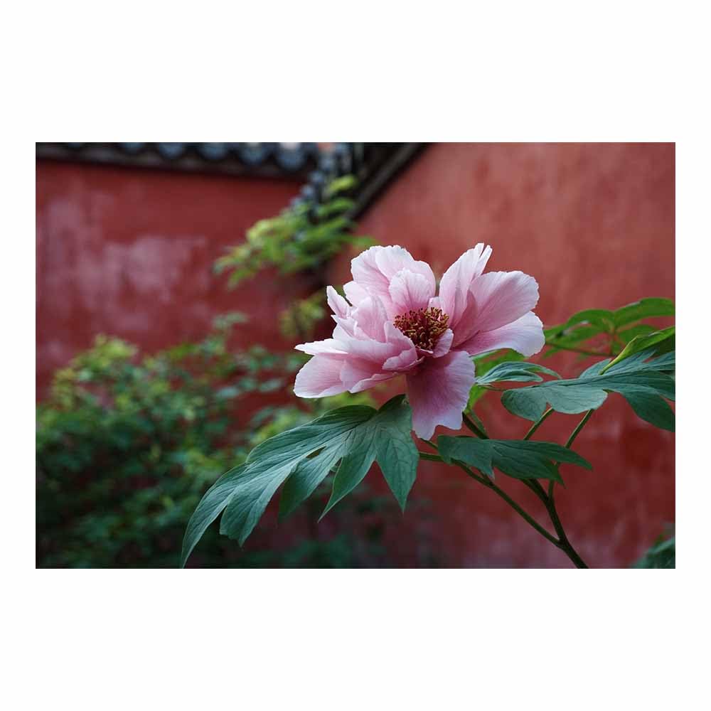 ZAMAEIU Canvas Print Wall Art Pink Peonies Modern Nature Landscape Poster, for living room, bedroom,Corridor Office Room Decoretc.(pink)-80x120cm Unframed