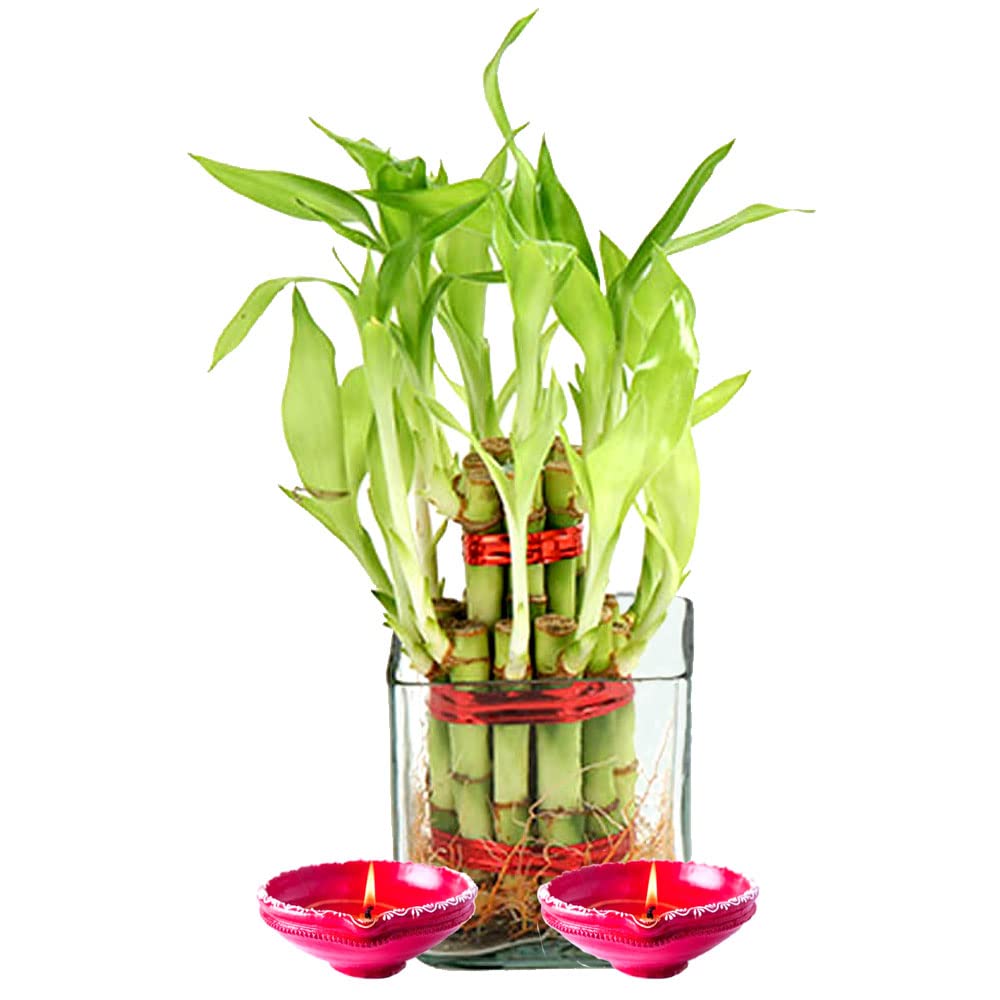 Good Luck Plant with Ganesh Idol for diwali gifts, same day delivery-image-38