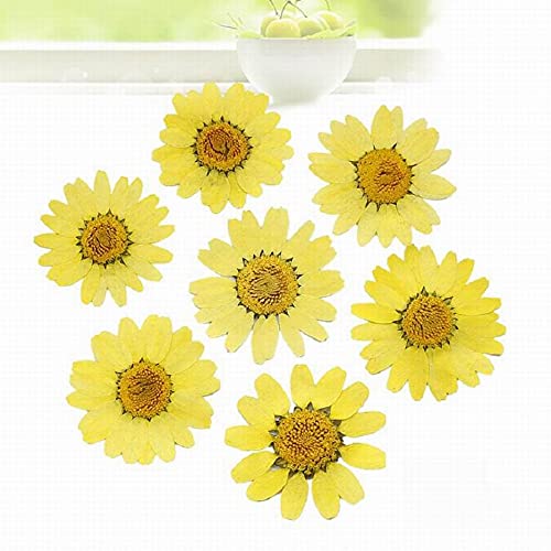 Flores secas prensadas para manualidades 120 pcs miniatura 3