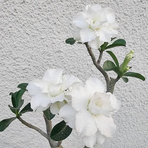 Kvhsvb Wüstenrose Weiß Gefüllt 4-Zwiebeln