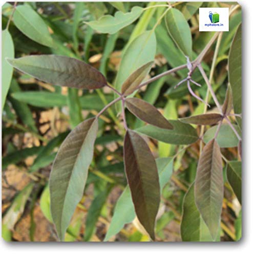 Mphmi Nurseryplant Vitex negundo, Nirgundi - Plant (B09NMKJXKX) Amazon Price History, Amazon Price Tracker