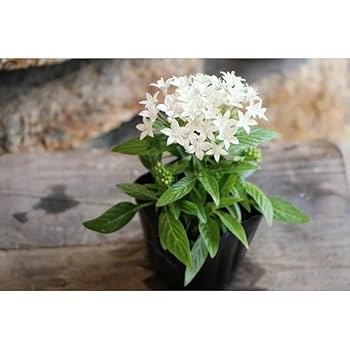 花種 　選べる お好み 3種セット fit=scale-down,w=1200