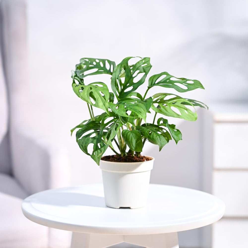 Ugaoo Philodendron Broken Heart Live Plant With Grow Pot (B0CD5TLV67) Amazon Price History, Amazon Price Tracker
