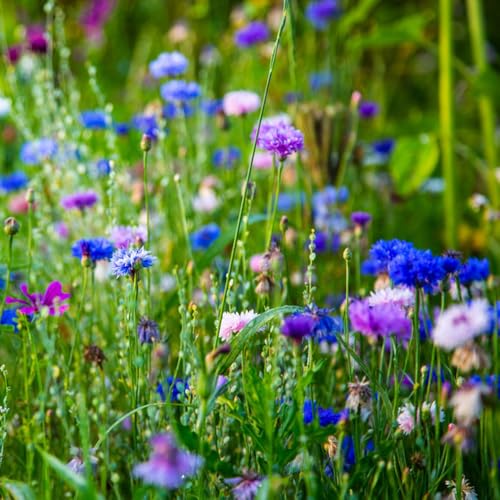semillas de aciano - perennes resistentes camas elevadas pleno sol exóticas exteriores 2000pcs