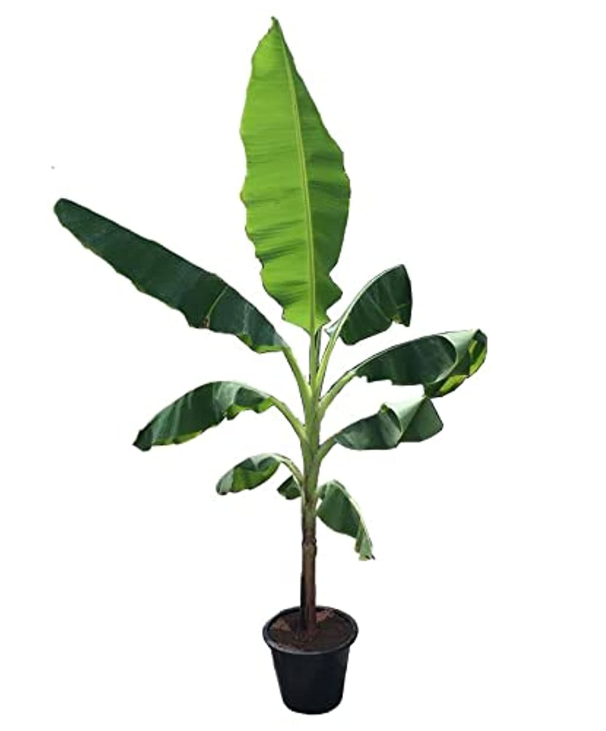 Dubai Garden Centre Musa Paradisiaca Small Banana Plant, Green