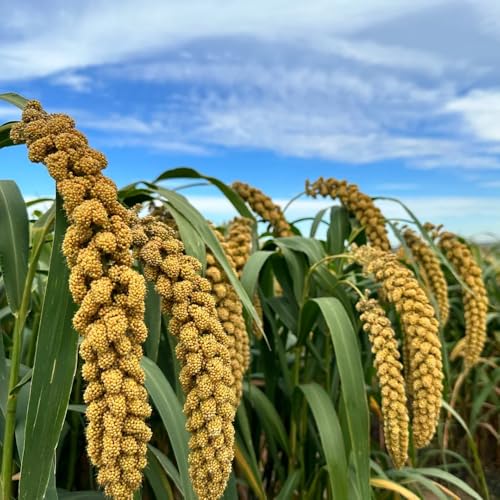 semillas de mijo, Balcón, exóticas resistentes, 125pcs