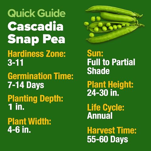 Image of HOME GROWN Organic Cascadia Snap Pea Seeds 100+ Heirloom Non-GMO Seeds for Planting, High Germination, Sweet Edible Pods, Stringless Sugar Snap, Cool Season Garden, Containers (Pisum sativum)