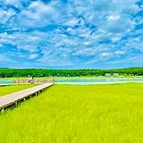 Rasensamen - bodendecker alte sorten seltene stauden winterhart mehrjährig gartendeko für draußen Grassamen - geschenke für gärtner bio grünpflanzen ziergras balkonpflanzen rasensaat 3000Samen