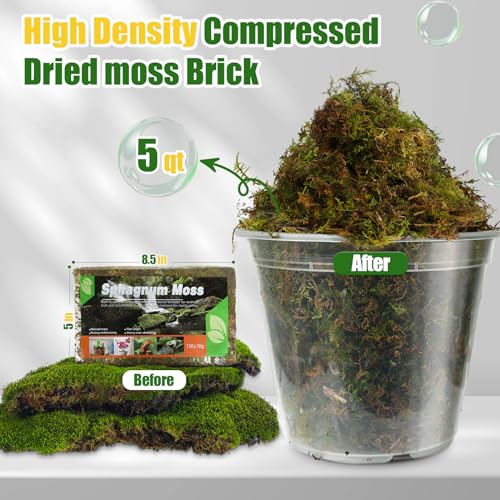 Doter Dried Forest Moss for Plants (5 qt / 1 Pack), Sphagnum Potting Moss for Various Plants, Including Orchids, Carnivorous Plants, Succulents, Garden Flowers, and Reptiles