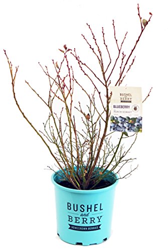 Bushel and Berry - Vaccinium x Peach Sorbet (Blueberry) Edible-Shrub, , #2 - Size Container - Thumbnail 2
