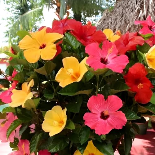 Image of Double Petal Multi Hibiscus Live Plant Tree | 10 Colour Flowering Plant | Beautiful Indoor Outdoor Plant | For Home Garden, Balcony & Decoration | Healthy Live Plant (Without Pot)