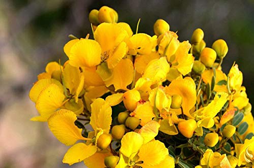 SAARA Herbal Fresh Dried Avarampoo Flower | Dry Avarampoo | Senna Auriculata | Tanner's Cassia | Tangedu For Herbal Tea, Skin Hair Care And More (Pack Of 1 X 50G) No Added Color, 50 Gram