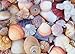 All the Shells 1000-Piece Jigsaw Puzzle