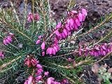 Erica carnea Myretoun Ruby - Winterheide Myretoun Ruby - Schneeheide - ist mit ihren roten Blüten ein herrlicher Farbtupfer im Garten. Die immergrüne und besonders winterharte Winterheide hat einen dichten