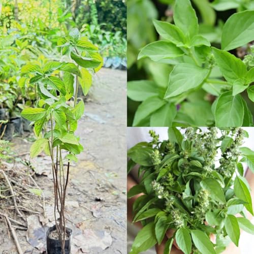 Vics mints tulsi live plant (Pack of 1)