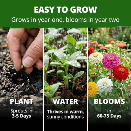 Image of HOME GROWN Zinnia Oklahoma (Zinnia elegans) Seeds, 100 Seeds, Heirloom, Non-GMO