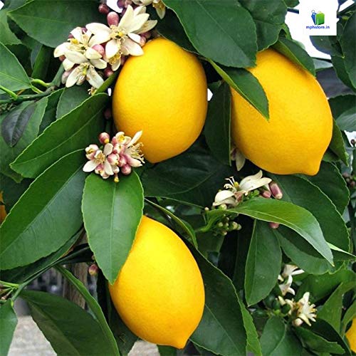 Mphmi Nurseryplant Kagzi Nimboo, Kagzi Lemon - Plant (B09NMKV226) Amazon Price History, Amazon Price Tracker