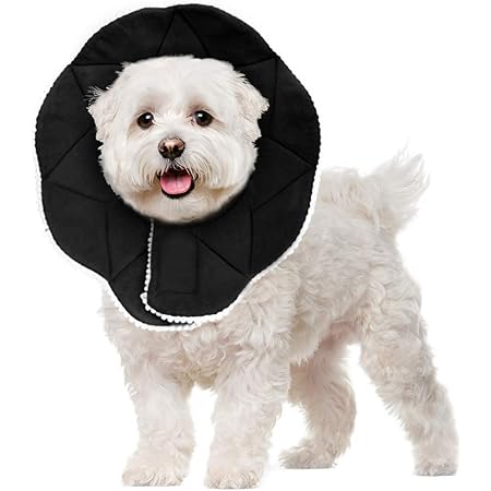 cone of shame amazon