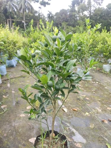 Image of GreenWorld Sweet & Rare All Time Kumquat Lemon Plant (Grafted /Guti Kalam) Healthy Live Plant,''Fruit After 1 Year''