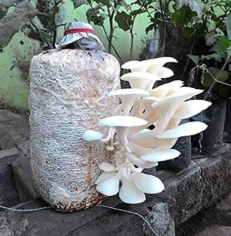 Mushroom 800 Gm White Oyster Mushrooms 1st Generation Spawn/Seeds Mycelium Spores Edible CO2 Variety (Branded)