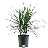 Costa Farms Madagascar Dragon Tree Marginata Live Indoor Floor Plant in 8.75-Inch Grower Pot