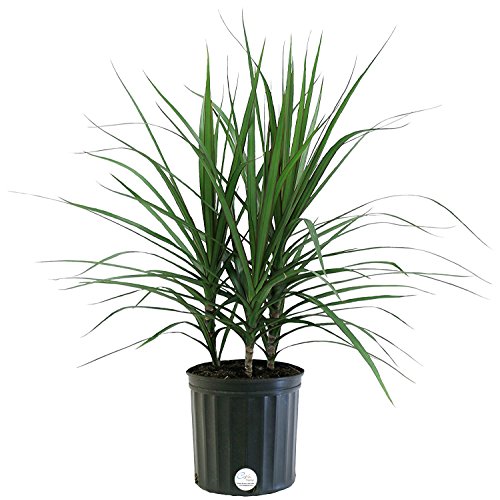 Costa Farms Madagascar Dragon Tree Marginata Live Indoor Floor Plant in 8.75-Inch Grower Pot