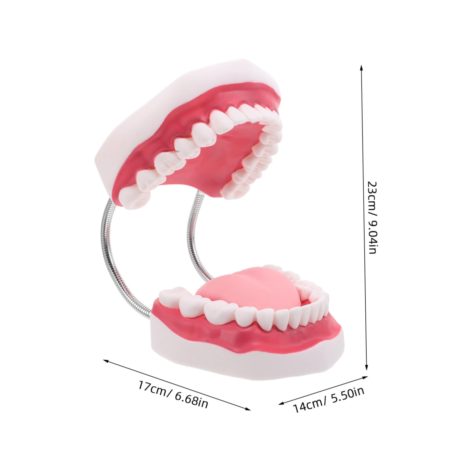 Modello Typodont Ingrandito Gengive e Lingua Realistico per Insegnamento e Ortodontica Portatile e Durevole per Formazione Odontoiatrica e Preparazione Esami