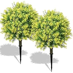Yellow Boxwood Topiary