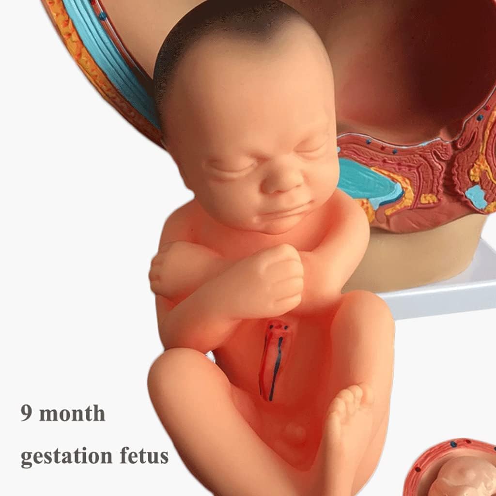 手描きの人間の臓器モデル 4 パーツの取り外し可能な臓器 妊娠 【ジェミニ】 9 ヶ月の赤ちゃん胎児モデルの人間の女性の骨盤
