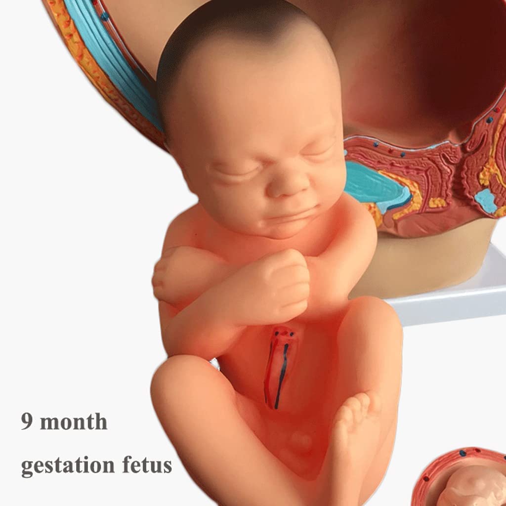 Amazon.co.jp: 手描きの人体モデル 妊娠中の人間の女性の骨盤 9ヶ月の