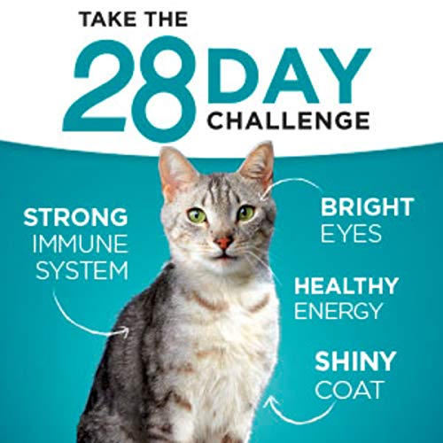 Purina ONE Natural Dry Cat Food, Sensitive Skin & Stomach Formula - 7 lb. Bag