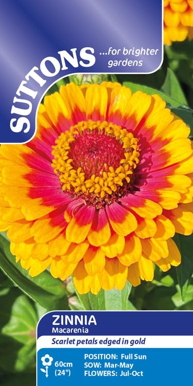 Zinnia Macareni 50 Seeds Bright Cut Flower Suttons