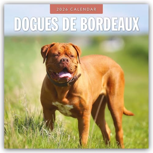  Dogues de Bordeaux 2026 Square Wall Calendar