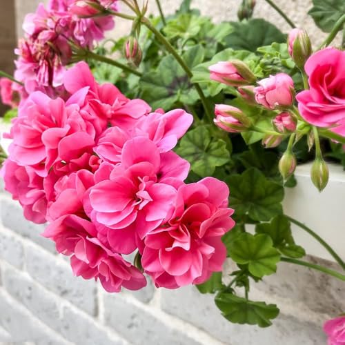 geranio semi di gerani copertura terreno resistenti al freddo Piante da giardino perenni resistenti al freddo di fiori Piante gerani balcone di piante esotiche erbacee 100pezzi