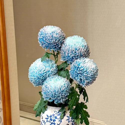 semi di crisantemo, decorative giardino appartamento balconi 400pcs