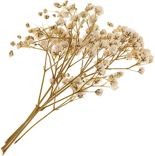 Flores y Hojas Secas para Manualidades - Blanco miniatura 4