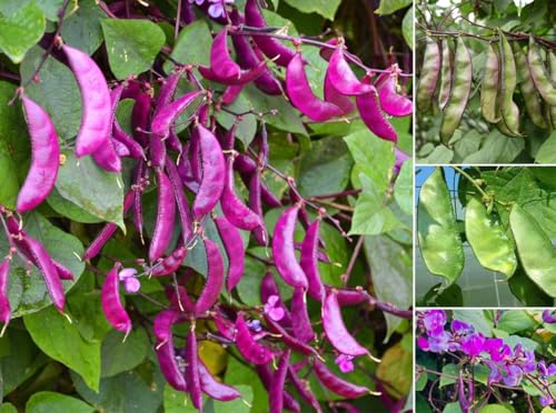 10+ Hyacinth Bean Seeds Climbing Vine Asian Purple Beans Akhana Fujimame Vegetable Planting