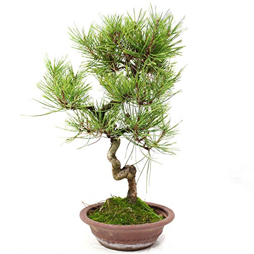 Japanese Red Pine, Pinus densiflora, Outdoor-Bonsai, 21 Years, Height 30 cm