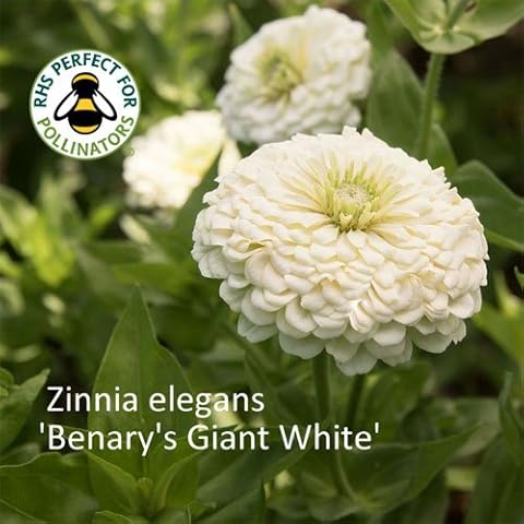 Zinnia Benary's Giant White Seeds. Giant White Zinnias Cover