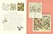 A Visit to Brambly Hedge: An illustrated companion to the world of Brambly Hedge, perfect for collectors and fans of Jill Barklem!