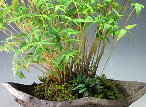 Amazon.co.jp: 金明竹の鉢植え（高足鉢） : DIY・工具・ガーデン
