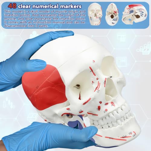 Image of Numbered Human Skull Model,Colorful Human Anatomy Exploded Skull,3 Parts and 55pcs Labeled Numbered for Student Study,Teaching Demonstration and Medical Education Display