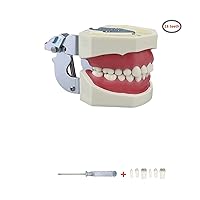 Vista 8 de Modelo de 28 dientes Typodont desmontables, modelo de dientes dentales modelo de enseñanza con goma suave para practicar y estudiar, con un