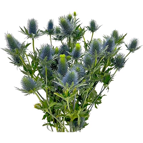 5 Blue Thistle Fresh Cut Flowers | Florist-Selected Stems | Perfect for Home Arrangements, Birthday...