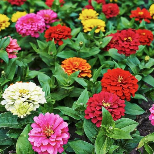 Mixed Zinnia Seeds for Planting Outdoors - 300 Fresh Seeds - Cut-and-Come-Again Zinnia Flowers - Grown in the USA by Marde Ross & Company - Used condition - US$7.99