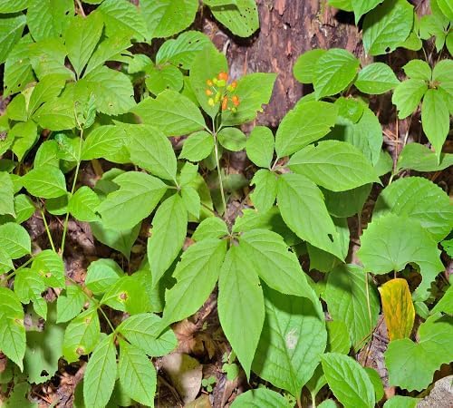 100pcs Fresh Panax Ginseng Plant Seeds