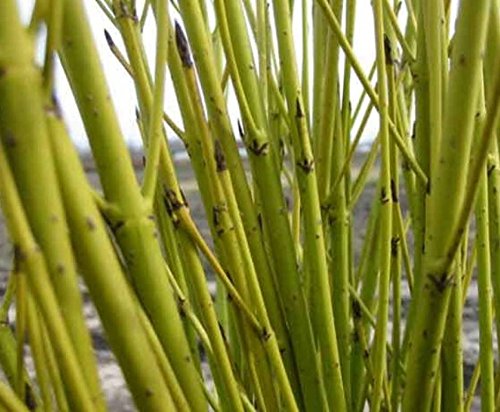 Cornus Sericea Yellow Twig