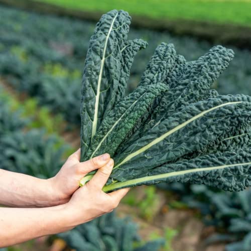 Cavolo Nero Plug Plants Grow Your Own Vegetables 'Ready to Plant Now' Young Vegetable Plants Seedlings (3)